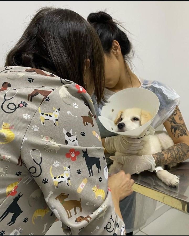 Dra. Sara Burrini cuidando de um cão com colar elizabetano na mesa de atendimento